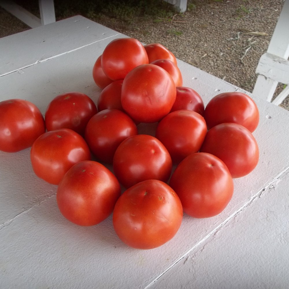 Callis Orchards - You'll need a washrag for the juice dripping from your elbows with these tomatoes too. - Fruits & Veggies Near Me - Lillington, Alabama Callis Orchards - You'll need a washrag for the juice dripping from your elbows with these tomatoes too. - Fruits & Veggies Near Me - Lillington, Alabama