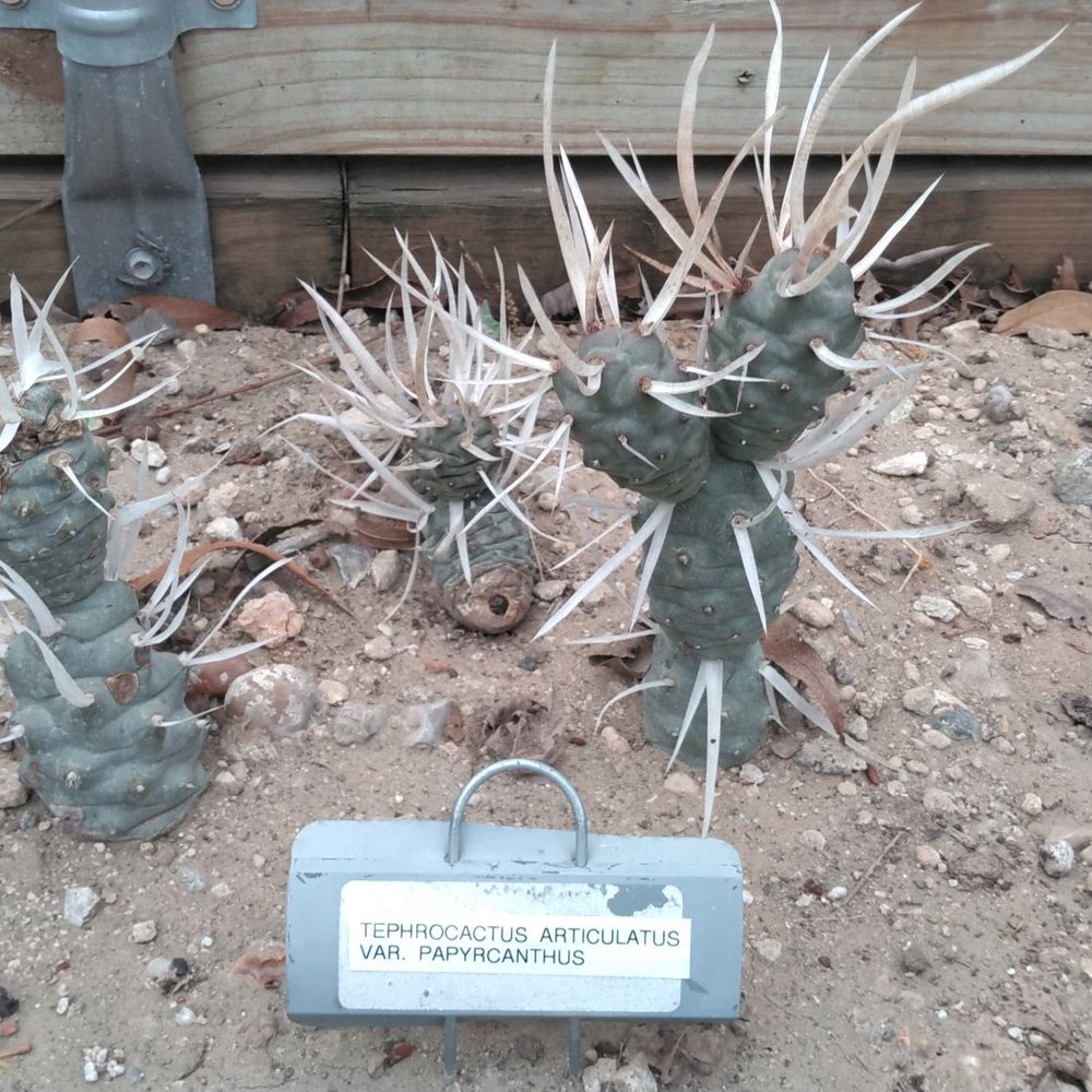 Old School Produce - Everything in the Cactus house was labeled like at a botanical garden - Nurseries & Gardening Near Me - Houston, Texas Old School Produce - Everything in the Cactus house was labeled like at a botanical garden - Nurseries & Gardening Near Me - Houston, Texas
