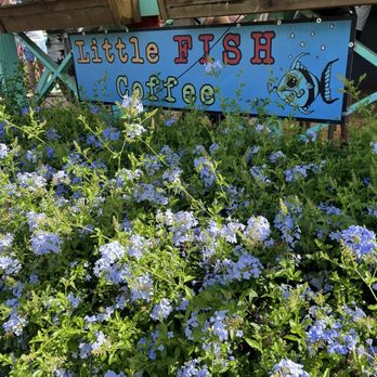 Little Fish Coffee - Outside - Cafes Near Me - Koloa, Hawaii Little Fish Coffee - Outside - Cafes Near Me - Koloa, Hawaii