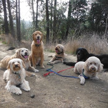 El Perrito Dog Walks - Dog Walkers Near Me - El Cerrito, California El Perrito Dog Walks - Dog Walkers Near Me - El Cerrito, California