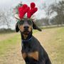 Photo of Dogworx Academy