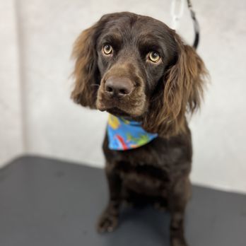 Surf’n Pups - Pet Groomers Near Me Surf’n Pups - Pet Groomers Near Me