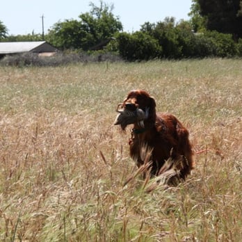 Blue Ridge Kennels - Tully retrieving - Pet Sitting Near Me - Dixon, California Blue Ridge Kennels - Tully retrieving - Pet Sitting Near Me - Dixon, California