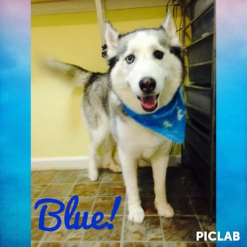 Scruffy To Fluffy - Pet Groomers Near Me - Pearl River, New York Scruffy To Fluffy - Pet Groomers Near Me - Pearl River, New York