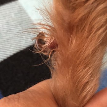 PetSmart - Few claw cut - Pet Stores Near Me - Chula Vista, California
