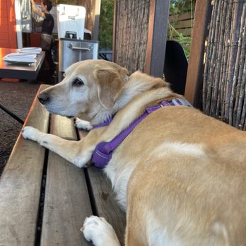 Uchi Austin - Very dog friendly outdoor patio - Sushi Bars Near Me - Austin, Texas