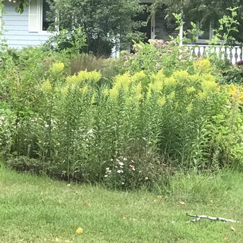 His Workmanship - Twin Cities - This is a "before" photo of a treated area. - Landscaping Near Me His Workmanship - Twin Cities - This is a "before" photo of a treated area. - Landscaping Near Me