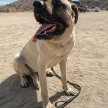 Desert Wagz - Tobi - Pet Sitting Near Me - Desert Hot Springs, California Desert Wagz - Tobi - Pet Sitting Near Me - Desert Hot Springs, California