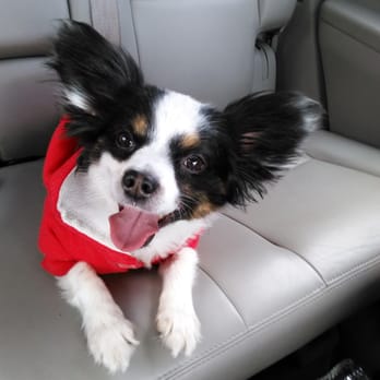 Doggy Daze - Last time i got my pup done and he was happy to shed that fur. - Pet Groomers Near Me - Phoenix, Arizona