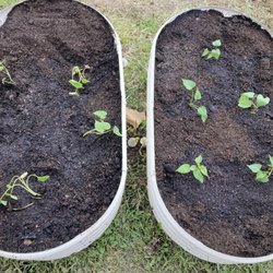 125 Sand Stone & More - My compost (top soil underneath, not shown) in my garden bed.