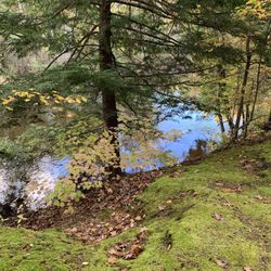 Deerfield Nature Park - Mossy riverbank