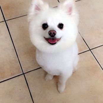 Messy Mutt - Gizmo was very happy after being at messy mutt. - Pet Groomers Near Me