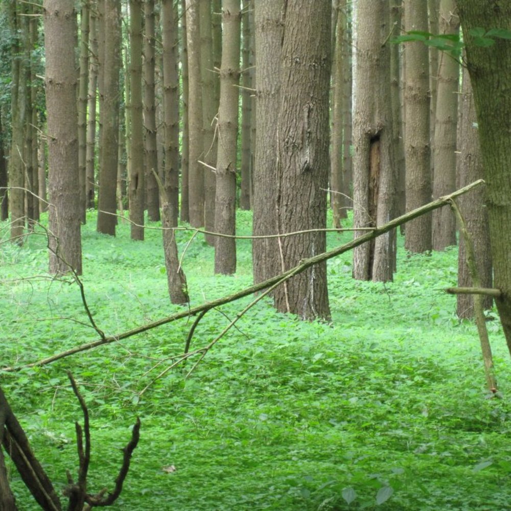 Cataract Falls State Recreation Area - enchanting forest - Hiking Near Me
