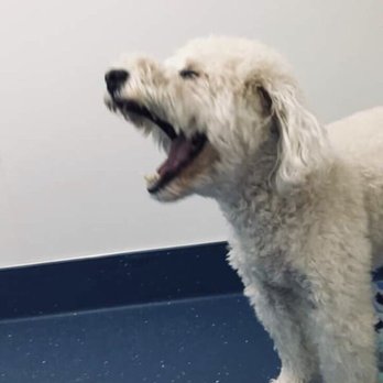Pacific Pet Transport - Pet Transportation Near Me - Cape Coral, Florida Pacific Pet Transport - Pet Transportation Near Me - Cape Coral, Florida