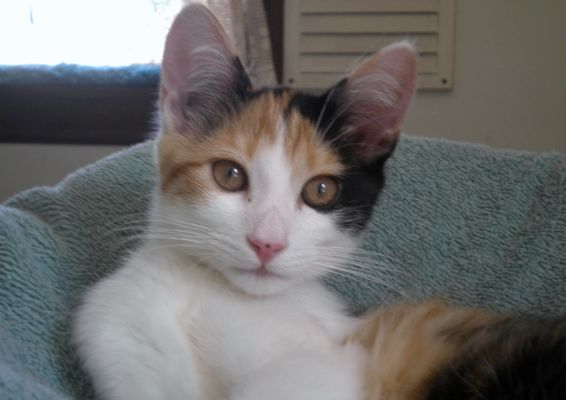 Bernie Gage Plumbing & Heating Logo