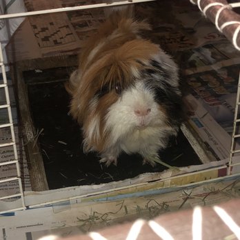 Ohana Veterinary Hospital - What's not to love about these two little creatures! - Veterinarians Near Me - Honolulu, Hawaii