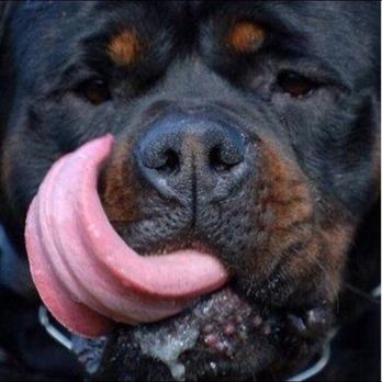 Tailwaggers - Pet Sitting Near Me - Gainesville, Georgia Tailwaggers - Pet Sitting Near Me - Gainesville, Georgia