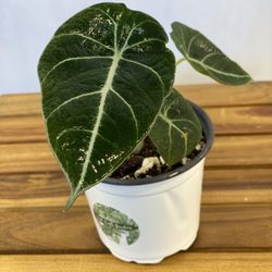 Seek Truth Gardens - Alocasia Black Velvet