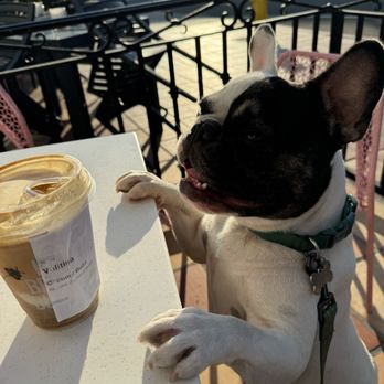 Better Buzz Coffee La Jolla - Get down! Apparently I look like a Vilintina - Coffee & Tea Near Me - San Diego, California
