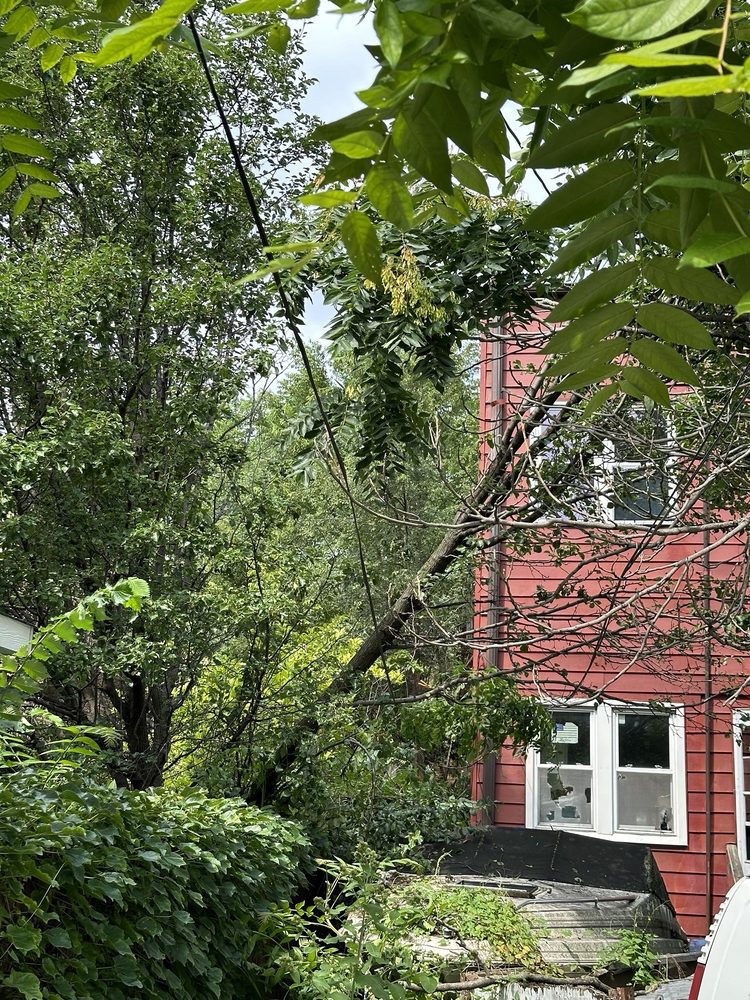 Iron Woodman - tree service in Chicago, IL