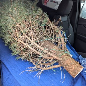 Victoria’s Tree Farm - Christmas Trees Near Me - Ada, Michigan