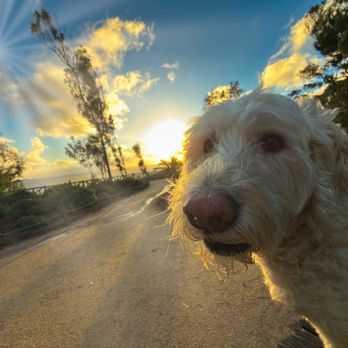 Dominant Dogs Training - Pet Training Near Me Dominant Dogs Training - Pet Training Near Me