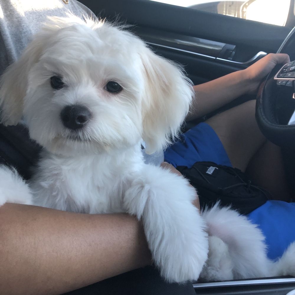 Grooming By V - Aiko after getting groomed - Pet Groomers Near Me - Alhambra, California Grooming By V - Aiko after getting groomed - Pet Groomers Near Me - Alhambra, California