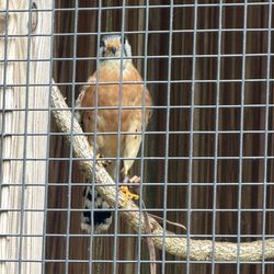 Glen Helen Raptor Center