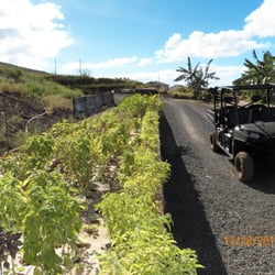 Lahaina Family Farms - One of the aquaponic tanks.