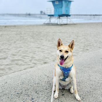 Kind Dog Training - Real-life training for real-life results. - Pet Training Near Me - Oceanside, California Kind Dog Training - Real-life training for real-life results. - Pet Training Near Me - Oceanside, California
