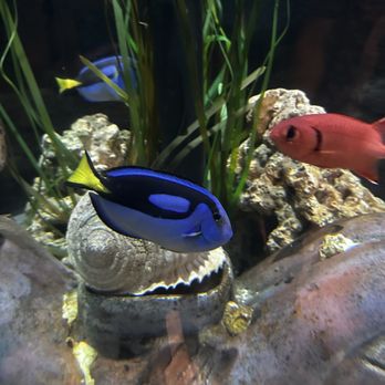 Acuario Michin - Aquariums Near Me - Guadalajara, JAL Acuario Michin - Aquariums Near Me - Guadalajara, JAL