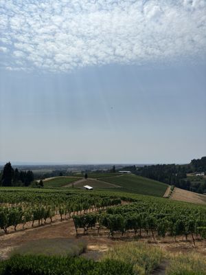 Winderlea Vineyard & Winery by null