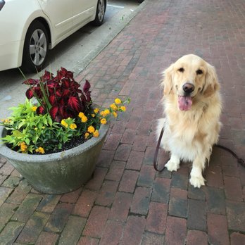 Hope Lock Kennels - Pet Sitting Near Me - Easton, Pennsylvania Hope Lock Kennels - Pet Sitting Near Me - Easton, Pennsylvania