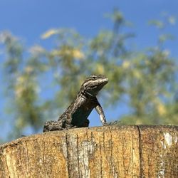 Boyce Thompson Arboretum - Perched lizard with a blue belly!