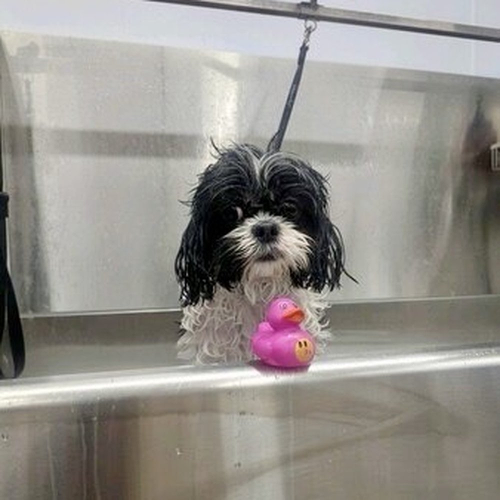Bowie Barker South Loop - Pet Groomers Near Me - Chicago, Illinois