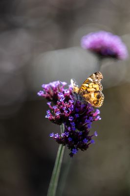 Coastal Maine Botanical Gardens by null