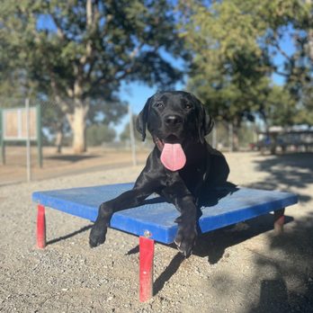 Paws & Stay K9 Training - Pet Training Near Me