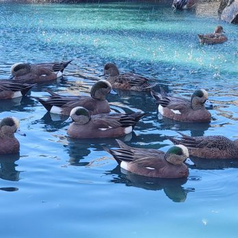 Woodland Park - Ducks - Parks Near Me - San Marcos, California