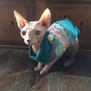 Pet Spaw - Channel our Female Sphynx - Pet Groomers Near Me - Glendora, California Pet Spaw - Channel our Female Sphynx - Pet Groomers Near Me - Glendora, California
