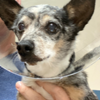Animal Dental Center - Veterinarians Near Me - Annapolis, Maryland Animal Dental Center - Veterinarians Near Me - Annapolis, Maryland