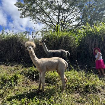 Maui Alpaca - Attraction Farms Near Me - Makawao, Hawaii Maui Alpaca - Attraction Farms Near Me - Makawao, Hawaii