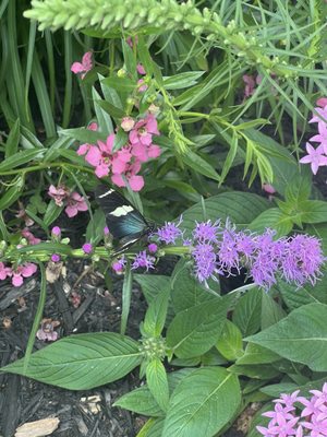 The Original Mackinac Island Butterfly House & Insect World by null