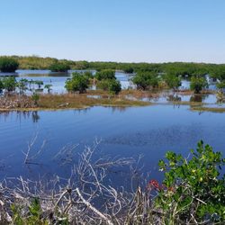 Ten Thousand Islands National Wildlife Refuge Marsh Trail