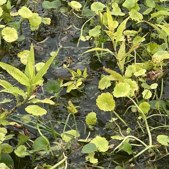 Swamp Donkey Airboat Rides - Baby gator - Boat Tours Near Me