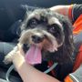 Photo of Scenthound Johns Creek West