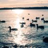 Richard Simpson Park gift card