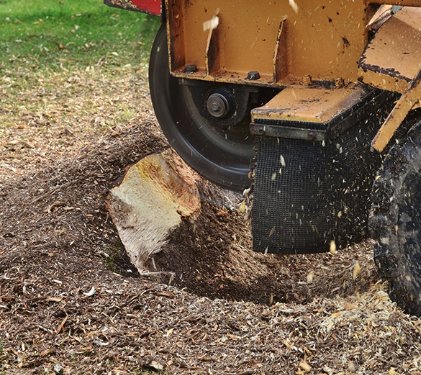 Stump Removal/Grinding - Ayala Tree Services specializes in Tree Removal, Tree Cutting, Trimming, Stump Grinding/Removal, Mulching, Land Removal and Emergency Calls! Call or text now at 770-875-7909 Stump Removal/Grinding - Ayala Tree Services specializes in Tree Removal, Tree Cutting, Trimming, Stump Grinding/Removal, Mulching, Land Removal and Emergency Calls! Call or text now at 770-875-7909