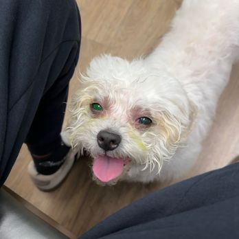 Janneth's Pet Grooming - Here is our dog with the burns - Pet Groomers Near Me - Brinklow, Maryland Janneth's Pet Grooming - Here is our dog with the burns - Pet Groomers Near Me - Brinklow, Maryland