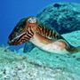Photo of Dive Travel Sub