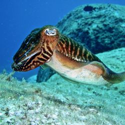 Dive Travel Sub